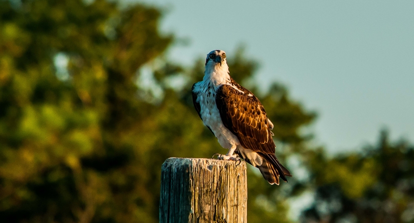 An osprey rests on a wooden perch. There are blurred trees and a blue sky in the background. 